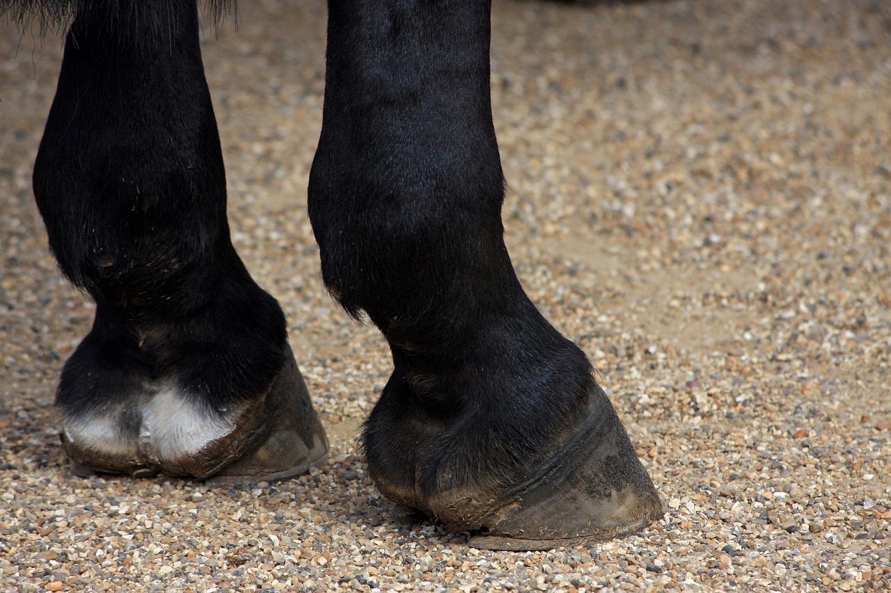 horses hooves, horse, hooves-164940.jpg